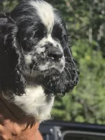 Joey, a male Cocker Spaniel for sale in Avoca, IN – 6 of 6