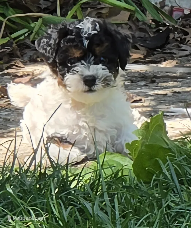 Ash – Poodle - Miniature  puppy for sale in Avoca, IN