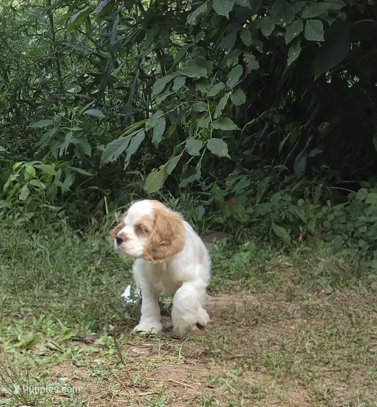 Jake – Cocker Spaniel puppy for sale in Avoca, IN
