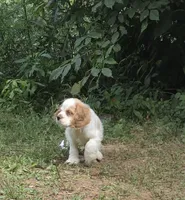 Jake, a male Cocker Spaniel for sale in Avoca, IN – 3 of 4
