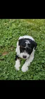 Ash, a male Poodle - Miniature  for sale in Avoca, IN – Photo 3 of 4