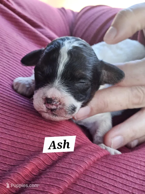 Ash – Poodle - Miniature  puppy for sale in Avoca, IN