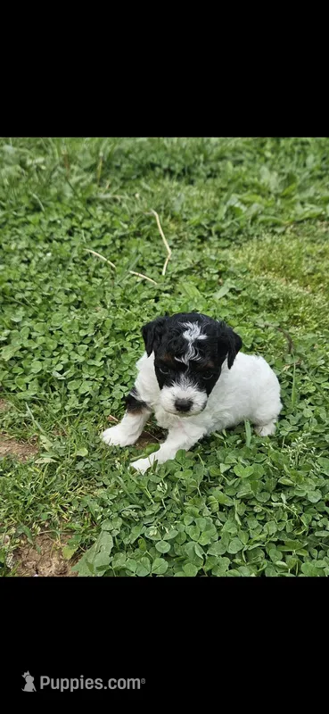 Ash – Poodle - Miniature  puppy for sale in Avoca, IN