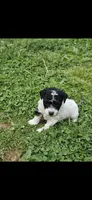 Ash, a male Poodle - Miniature  for sale in Avoca, IN – Photo 1 of 4