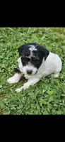 Ash, a male Poodle - Miniature  for sale in Avoca, IN – Photo 4 of 4