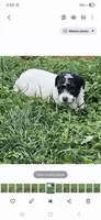 Ash, a male Poodle - Miniature  for sale in Avoca, IN – Photo 2 of 4