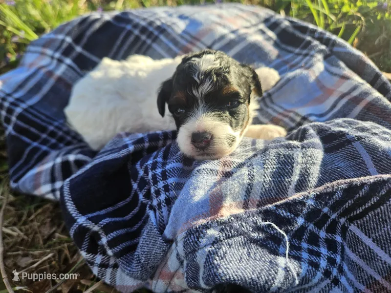 Ash – Poodle - Miniature  puppy for sale in Avoca, IN