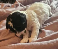 Ash, a male Poodle - Miniature  for sale in Avoca, IN – Photo 2 of 2