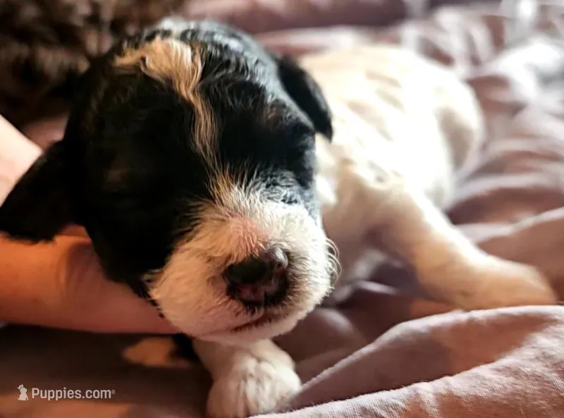 Ash – Poodle - Miniature  puppy for sale in Avoca, IN