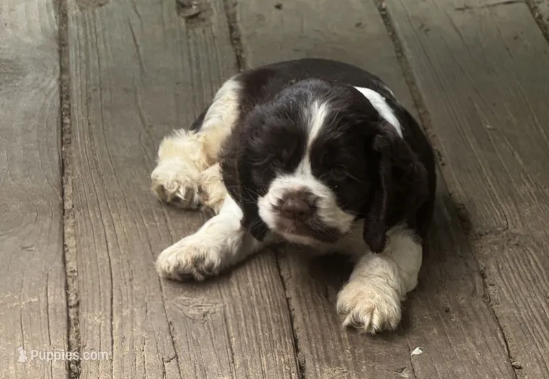 Cowboy – Cocker Spaniel puppy for sale in Avoca, IN