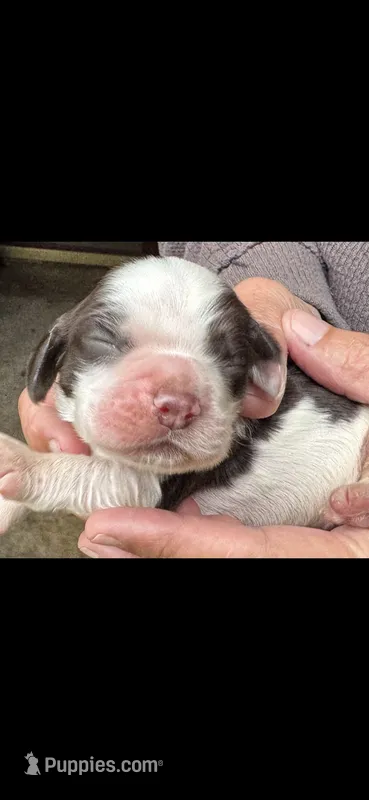 Voyager – Cocker Spaniel puppy for sale in Avoca, IN