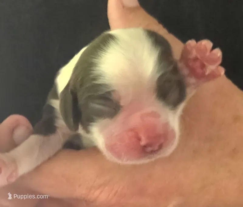 Voyager – Cocker Spaniel puppy for sale in Avoca, IN