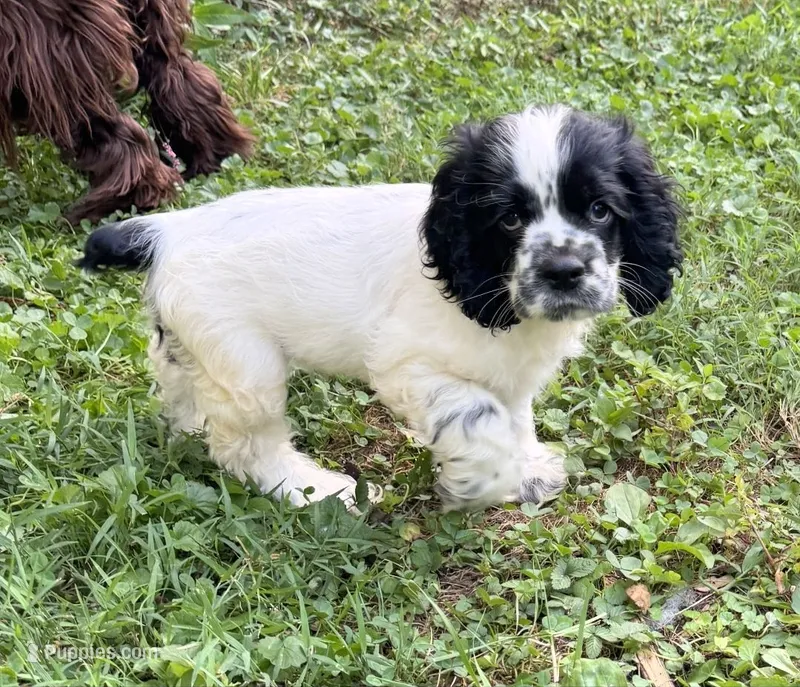 Spotty – Cocker Spaniel puppy for sale in Avoca, IN
