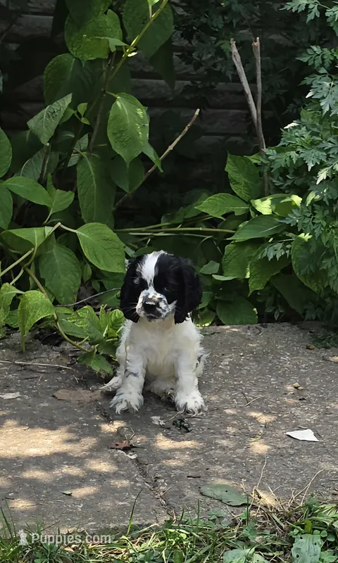 Spotty – Cocker Spaniel puppy for sale in Avoca, IN