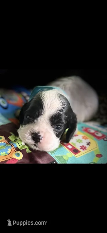 Joey – Cocker Spaniel puppy for sale in Avoca, IN