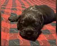 Hunter, a male Cocker Spaniel for sale in Avoca, IN – Photo 1 of 4