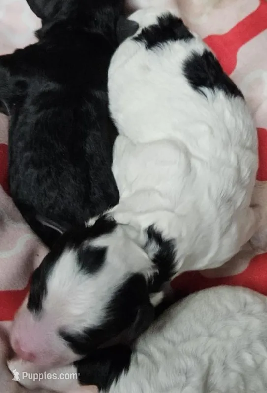 Ace, a male Poodle - Miniature  for sale in Avoca, IN – Photo 1 of 1