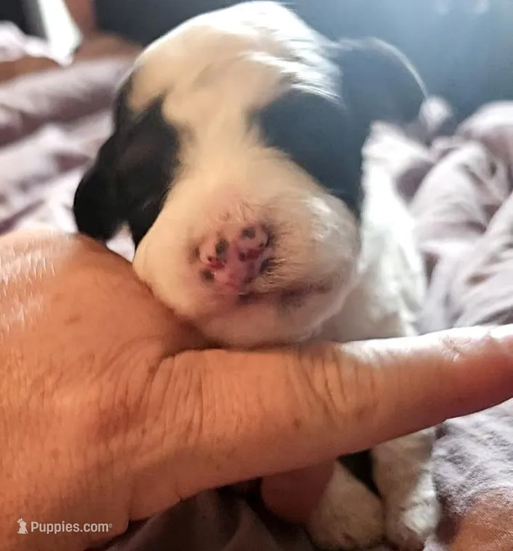 Ace – Poodle - Miniature  puppy for sale in Avoca, IN