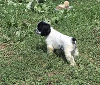Spotty, a male Cocker Spaniel for sale in Avoca, IN – 3 of 5