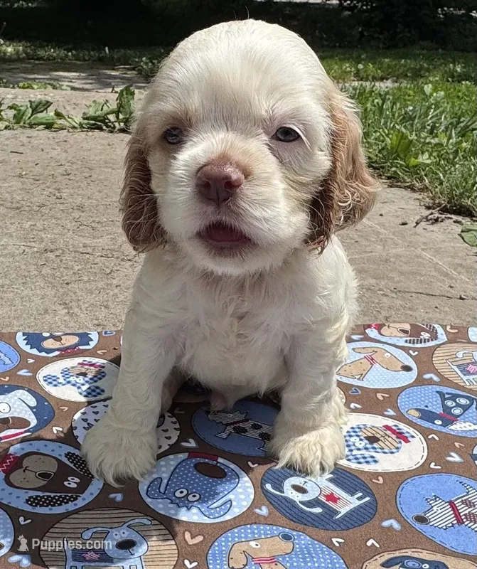 Flash – Cocker Spaniel puppy for sale in Avoca, IN