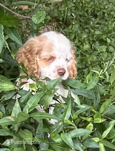 Henry – Cocker Spaniel puppy for sale in Avoca, IN
