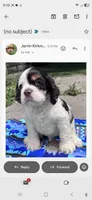 Rocky (AKC), a male Cocker Spaniel for sale in Avoca, IN – 1 of 1