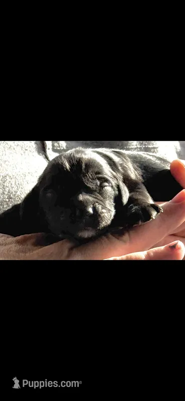 Harley – Cocker Spaniel puppy for sale in Avoca, IN