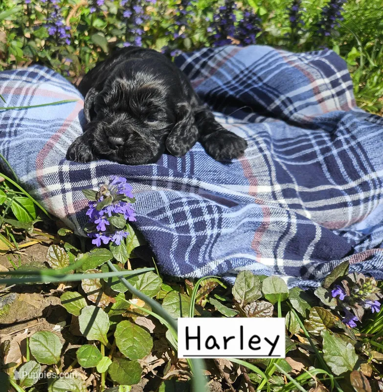 Harley – Cocker Spaniel puppy for sale in Avoca, IN