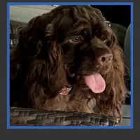 Harley, a male Cocker Spaniel for sale in Avoca, IN – Photo 2 of 2