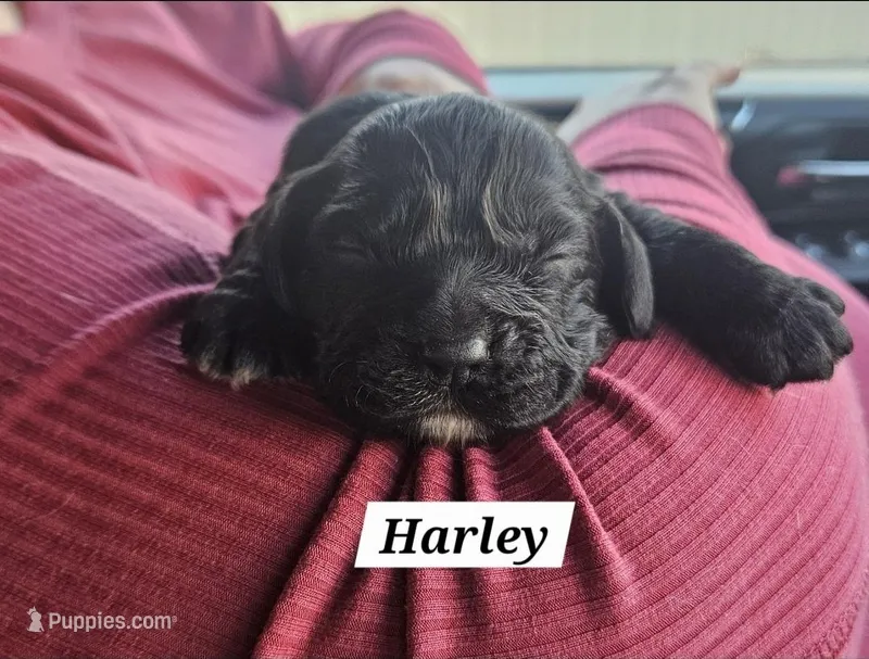 Harley – Cocker Spaniel puppy for sale in Avoca, IN
