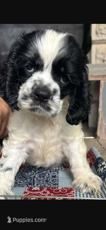 Joey (AKC) – Cocker Spaniel puppy for sale in Avoca, IN