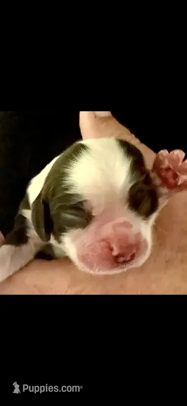 Voyager – Cocker Spaniel puppy for sale in Avoca, IN