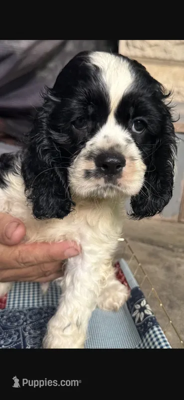 Thunder (AKC) – Cocker Spaniel puppy for sale in Avoca, IN