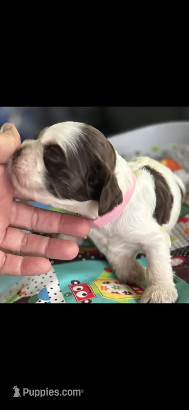 Jewel – Cocker Spaniel puppy on hold in Avoca, IN