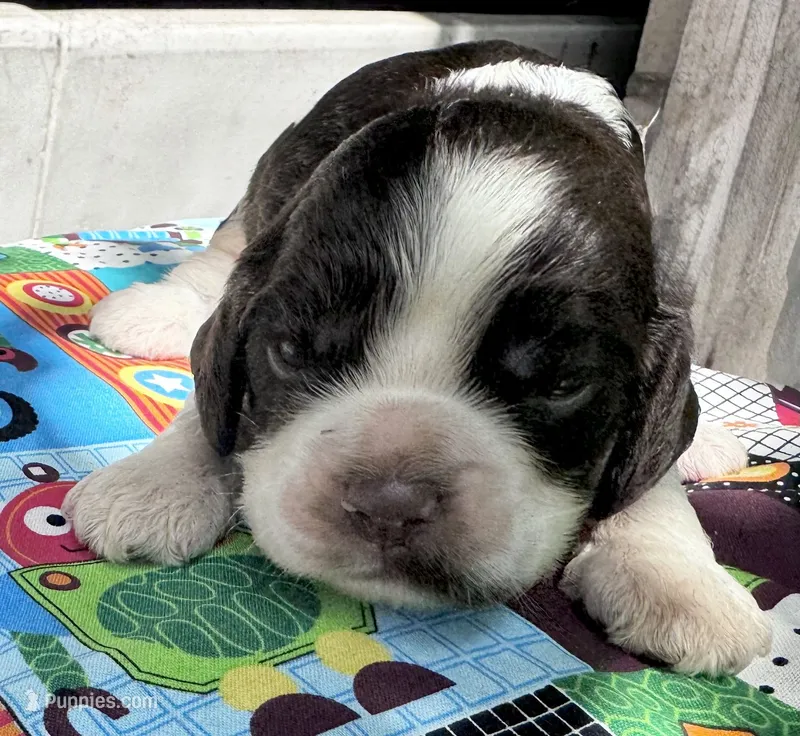 Legend – Cocker Spaniel puppy for sale in Avoca, IN