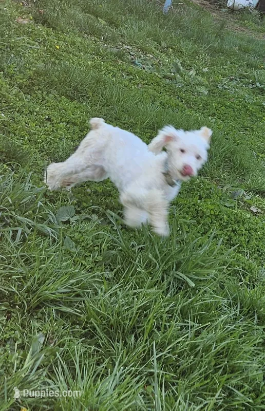 Lillian – Poodle - Miniature  puppy for sale in Avoca, IN