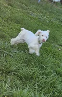 Lillian, a female Poodle - Miniature  for sale in Avoca, IN – 1 of 2