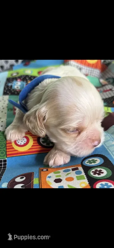 Flash – Cocker Spaniel puppy for sale in Avoca, IN