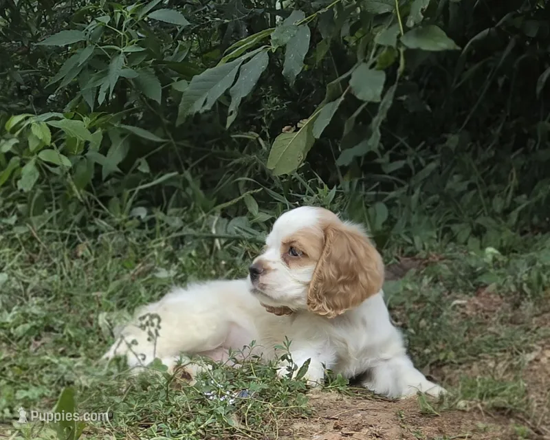 Jake – Cocker Spaniel puppy for sale in Avoca, IN