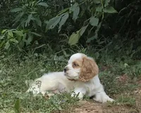 Jake, a male Cocker Spaniel for sale in Avoca, IN – 1 of 4