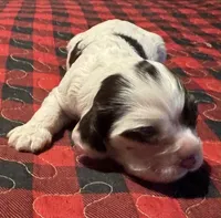 Robin, a female Cocker Spaniel for sale in Avoca, IN – Photo 1 of 4