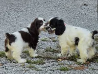 Joey, a male Cocker Spaniel for sale in Avoca, IN – 5 of 6