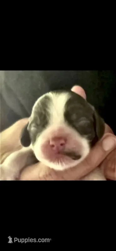 Legend – Cocker Spaniel puppy for sale in Avoca, IN
