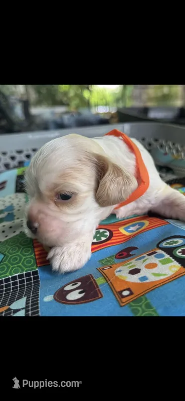 Lightening – Cocker Spaniel puppy for sale in Avoca, IN