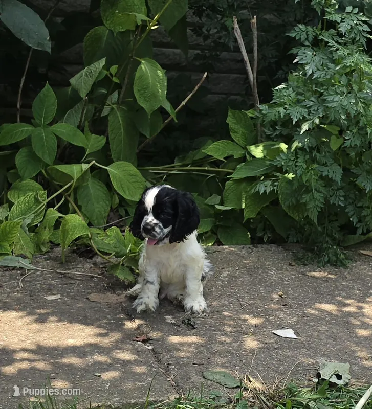 Spotty – Cocker Spaniel puppy for sale in Avoca, IN