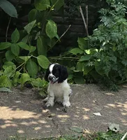 Spotty, a male Cocker Spaniel for sale in Avoca, IN – 1 of 5