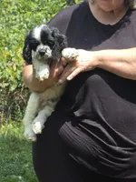 Spotty, a male Cocker Spaniel for sale in Avoca, IN – 4 of 5