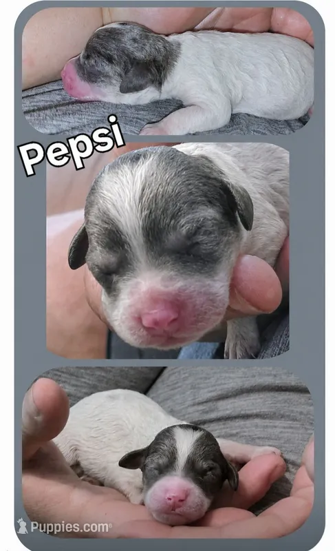 Pepsi – Poodle - Miniature  puppy for sale in Avoca, IN