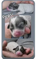 Pepsi, a female Poodle - Miniature  for sale in Avoca, IN – 1 of 1