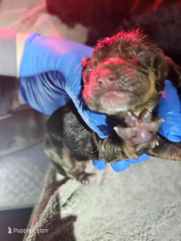 Aspen – Cocker Spaniel puppy on hold in Avoca, IN